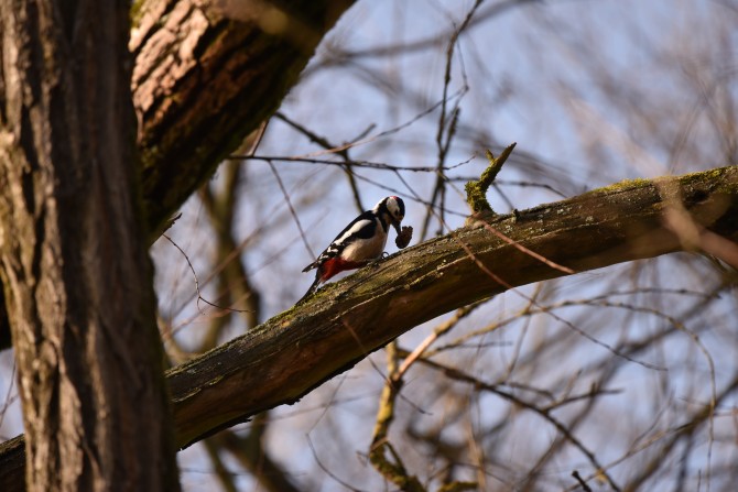 Vögel wie der Buntspecht können im Gebiet gut von den Aussichtspunkten aus beobachtet werden.